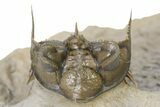 Amazing, Tower Eyed Erbenochile Trilobite - Morocco #316435-7